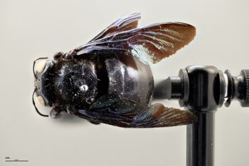 Media type: image;   Entomology 810619 Aspect: habitus dorsal view